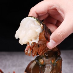 御鲜之王 波士顿龙虾鲜活 波龙 大龙虾海鲜水产活虾 5000g/只（10斤） 大龙虾1只