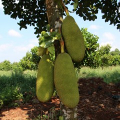 海南三亚黄肉菠萝蜜 新鲜水果热带水果1个干苞大树木波萝蜜一整个生鲜特产水果 25-30斤