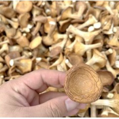 猪肚菇干货 一斤装500克包邮山珍美食农产品土特产香菇云南菌