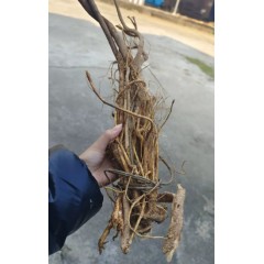 广西桂林野生五指毛桃根干货手工段搭土茯苓煲汤煮茶药膳养生汤料