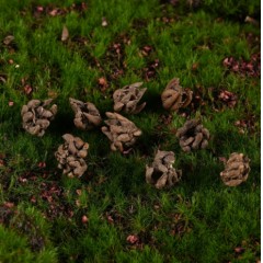 猫爪草正宗野生小尖爪野生猫爪草500克水洗精选猫爪草官方旗舰店